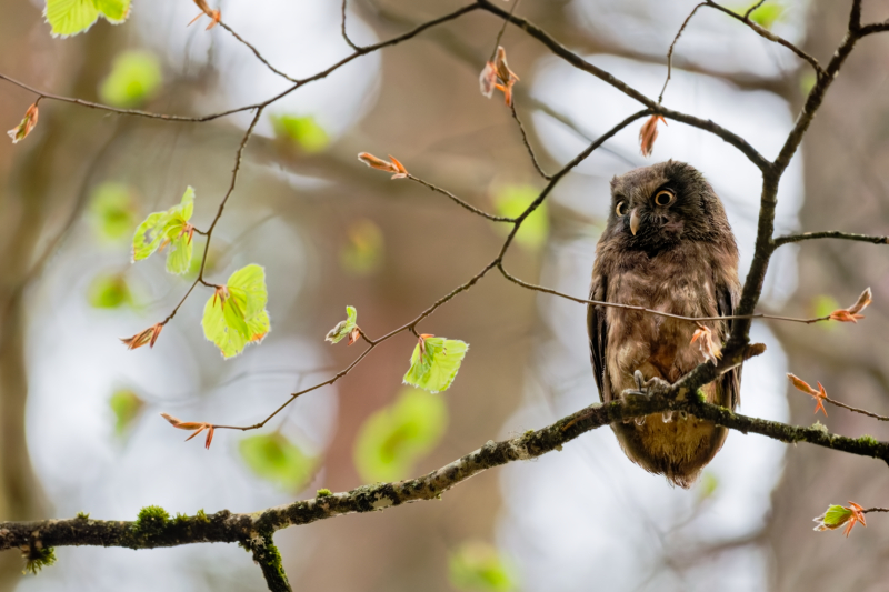 Unlimited Print - Boreal Owl