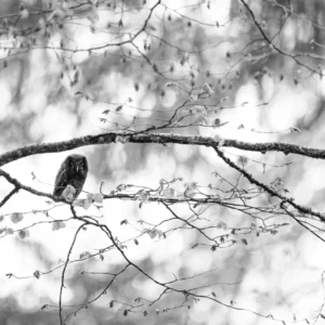 Black & White Unlimited Print - Boreal Owl 1